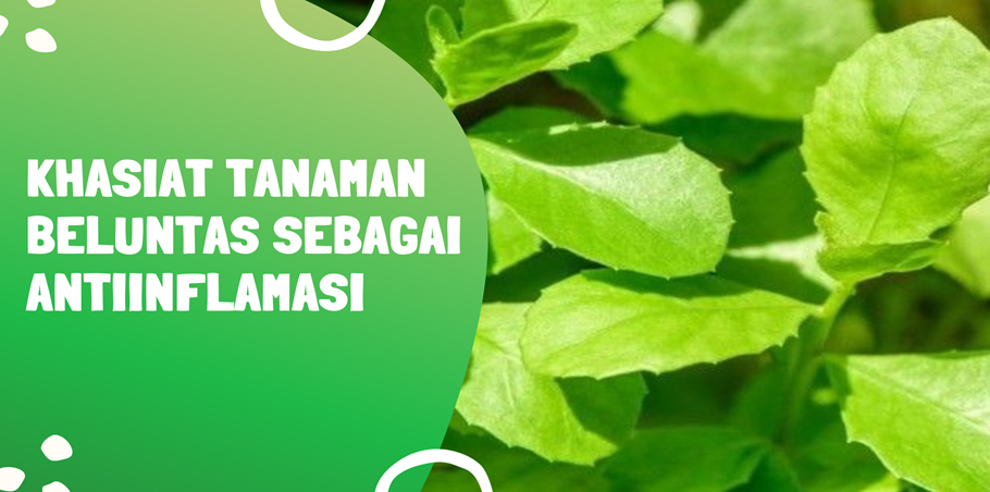Khasiat Tanaman Beluntas Sebagai Antiinflamasi