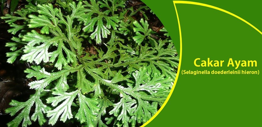 Daun Cakar Ayam Atasi Radang Paru