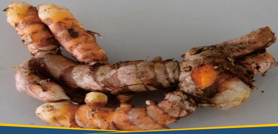 Curcumin Aman Dikonsumsi, Saat Pandemi Corona