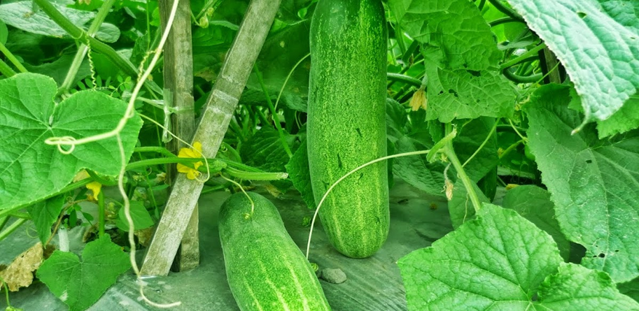 Khasiat Mentimun yang Belum Banyak Diketahui