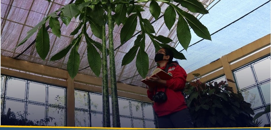 Potensi dan Popularitas Tumbuhan Araceae Saat COVID