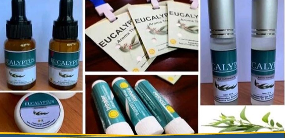 Riset Kementan: Antivirus COVID-19 dari Eucalyptus