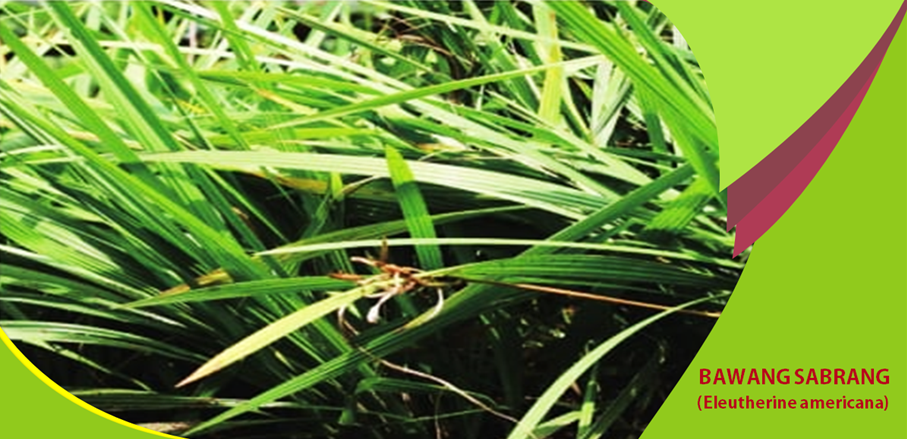 Khasiat Bawang Sabrang untuk Pengobatan Jantung