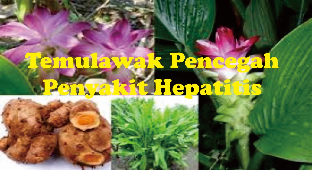 Temulawak Menjaga Fungsi Hati Anda