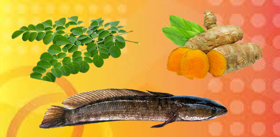 Ikan Gabus Temulawak Kelor