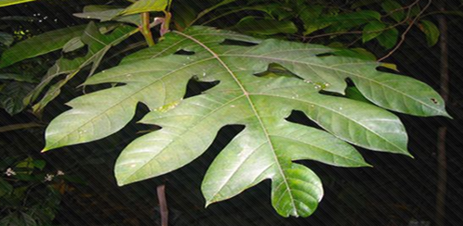 Pohon Baduy